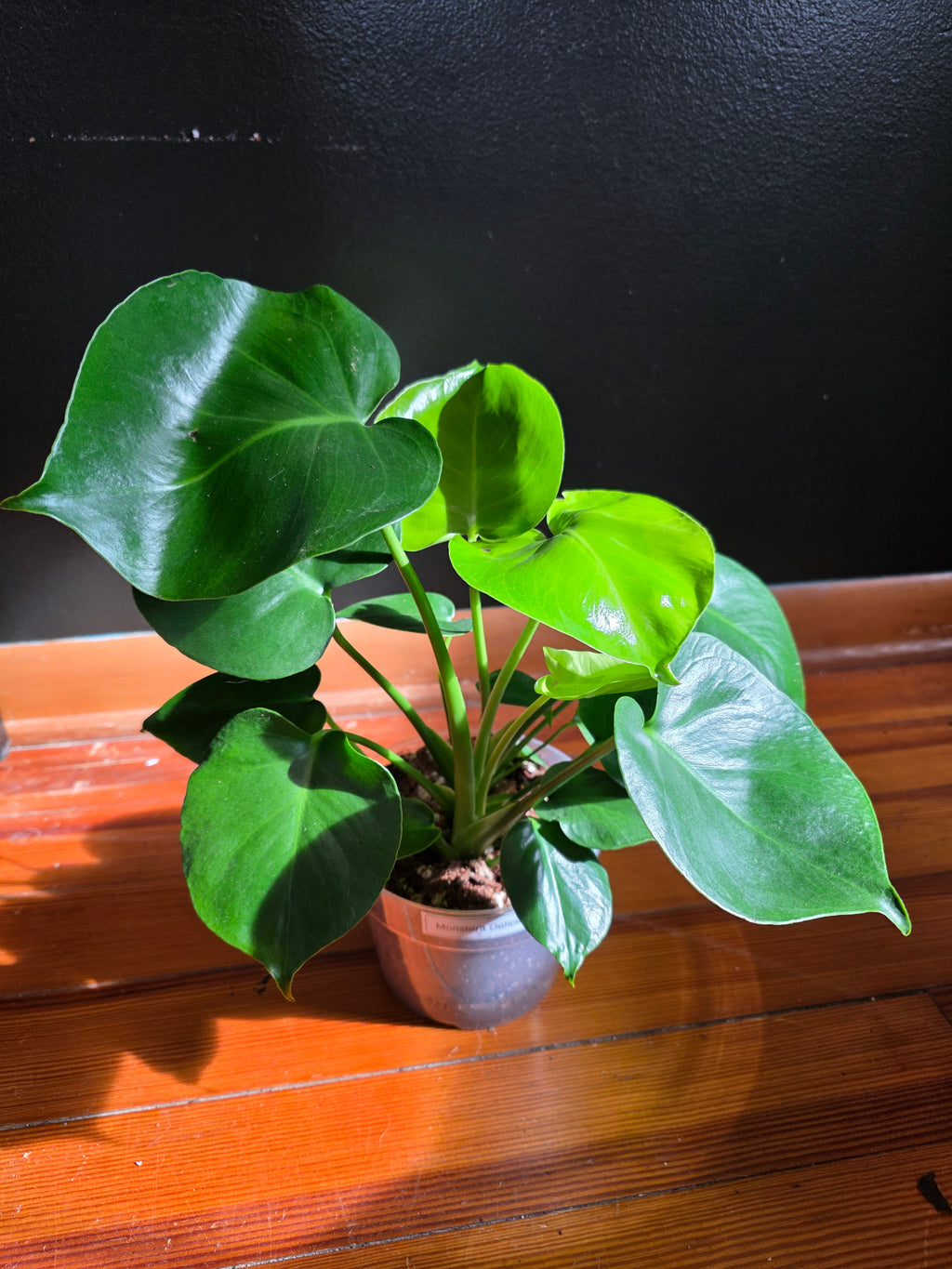 Monstera Deliciosa 6"