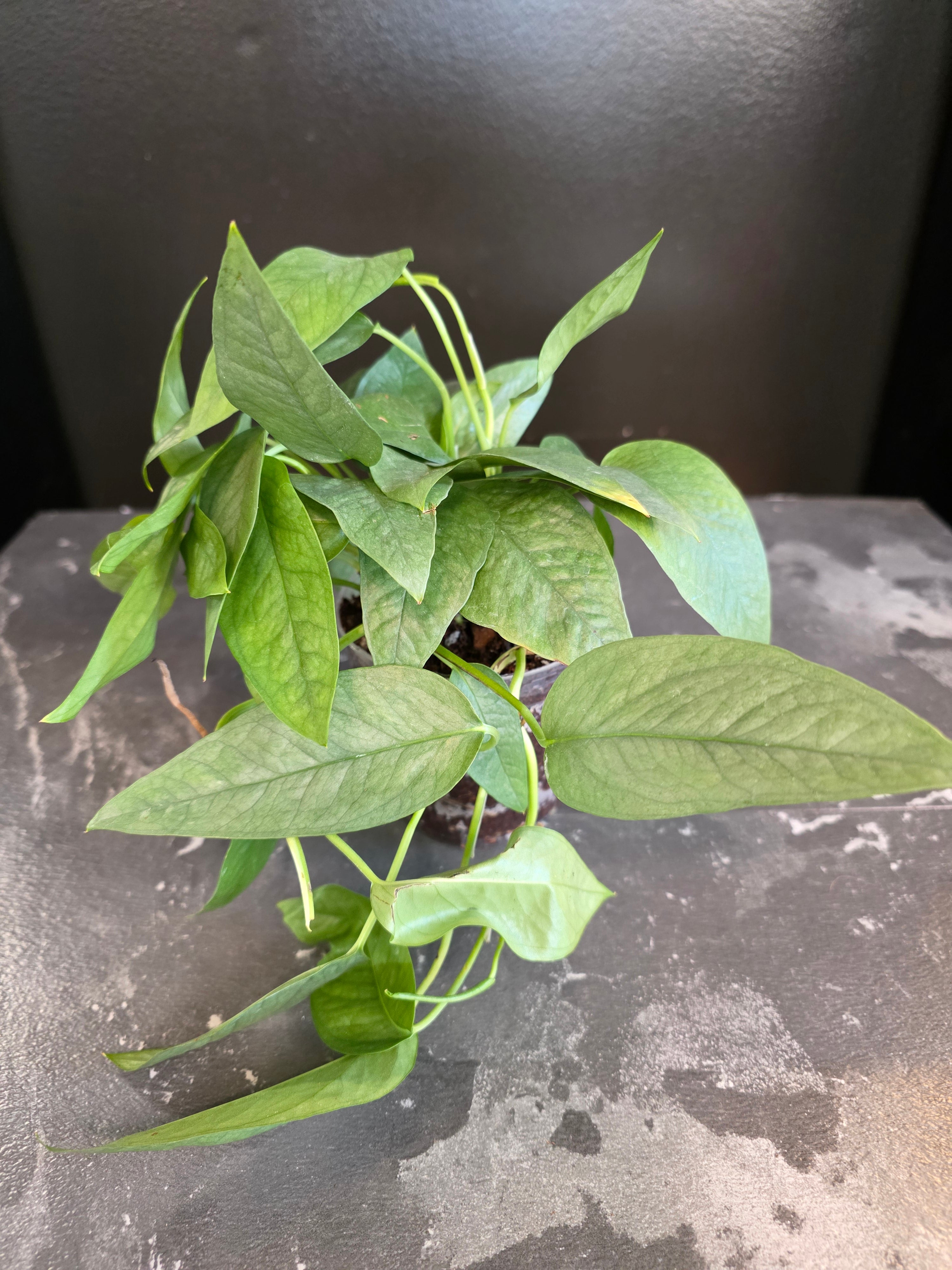 4" Pothos 'Cebu Blue'