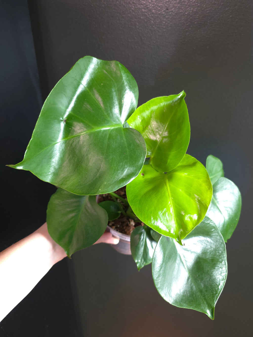 Monstera Deliciosa 6"