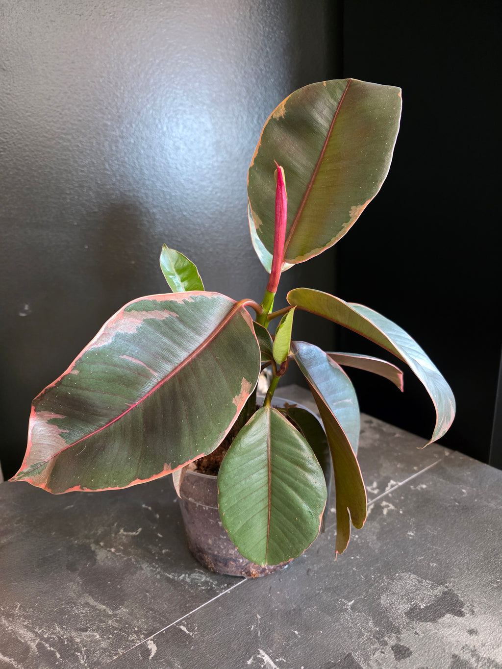 Ficus Ruby 6"