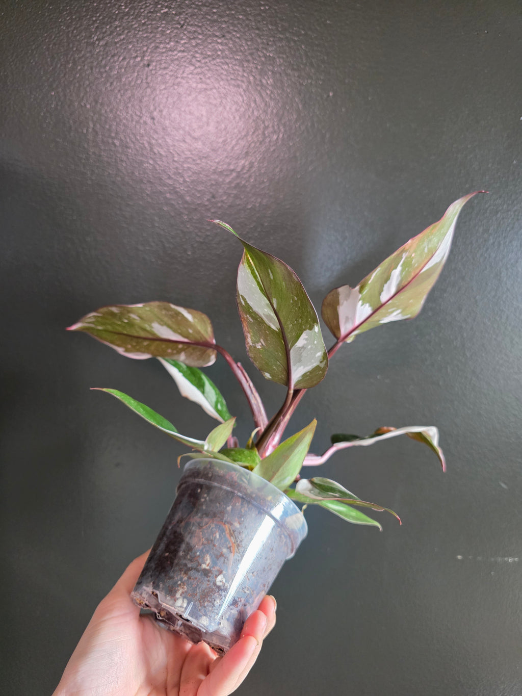 Philodendron Red Anderson 4"