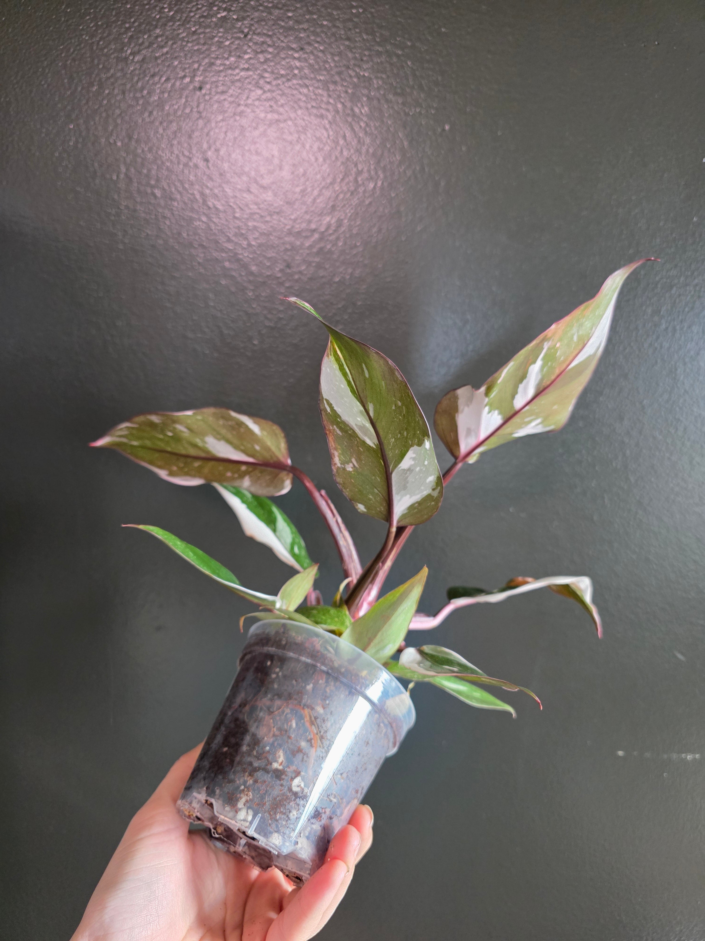 Philodendron Red Anderson 4"