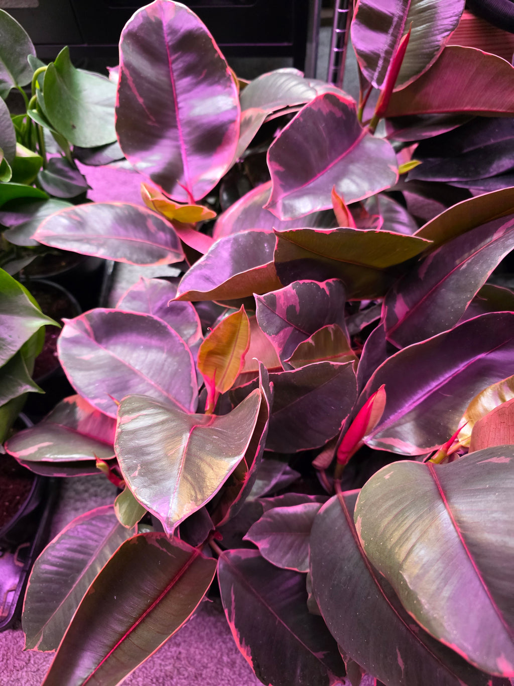 Ficus Ruby 6"
