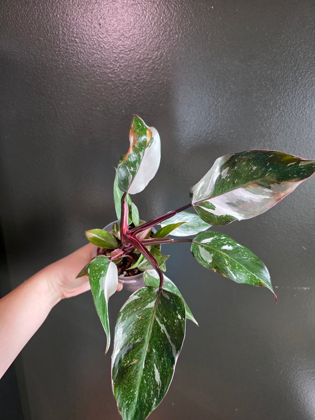 Philodendron Red Anderson 4"