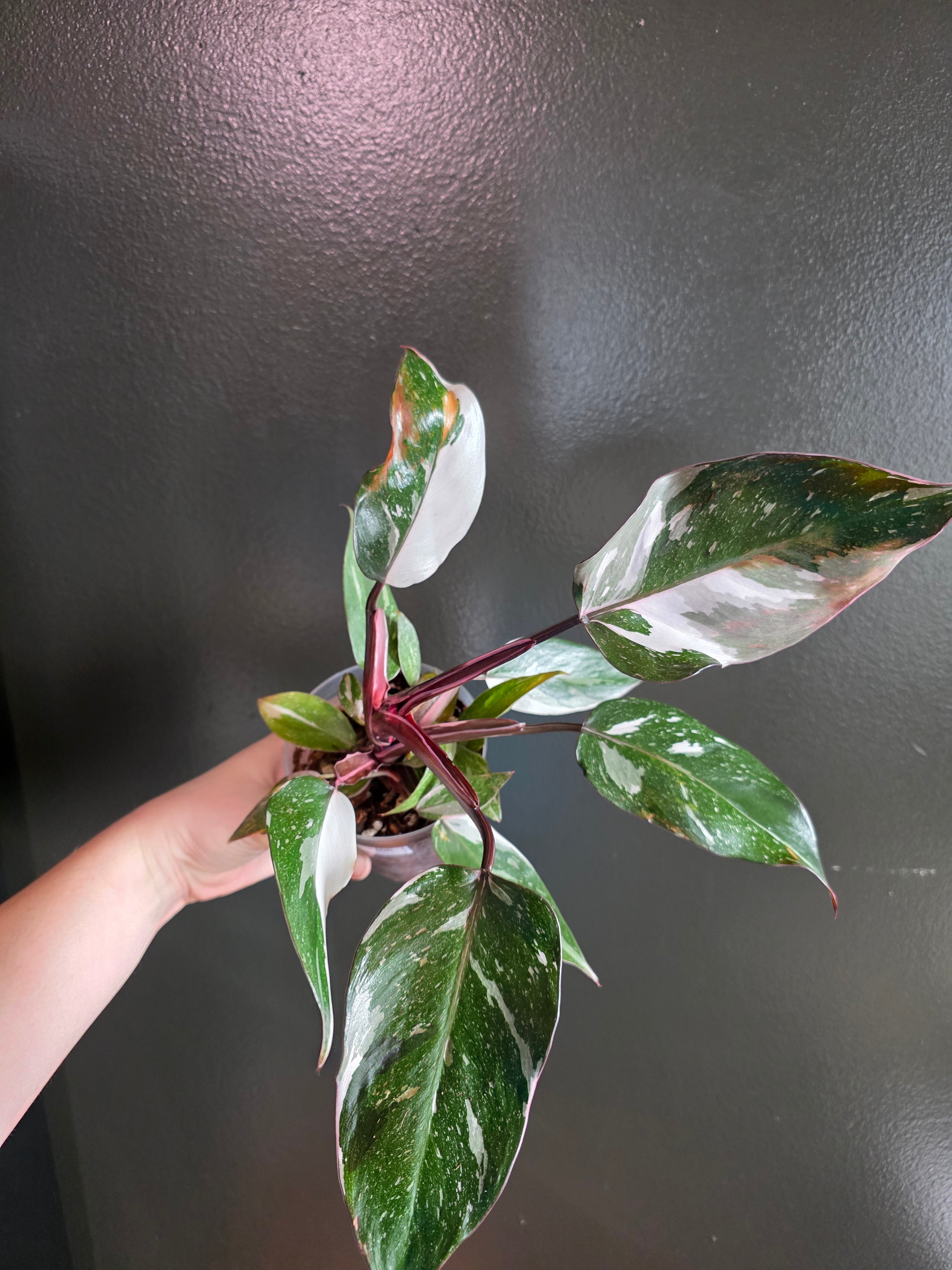 Philodendron Red Anderson 4"