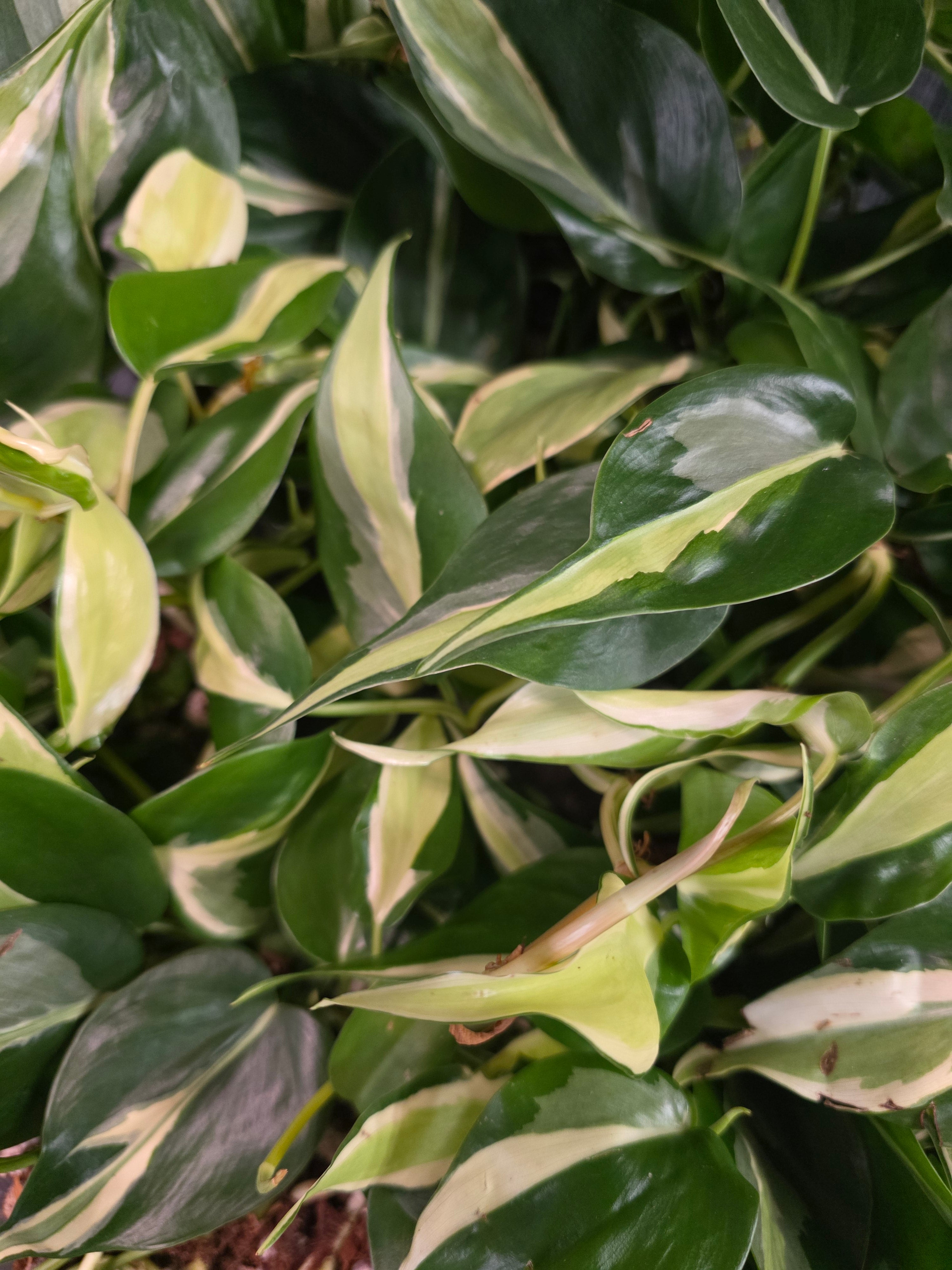 Philodendron 'Silver Stripe' 6"
